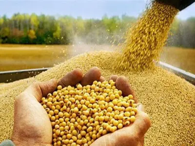 ۱۴ مرکز برای خرید تضمینی سویا درگلستان آماده است