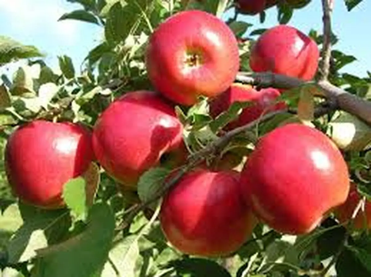 زنجیره سیب نیمه دوم امسال راه اندازی می‌شود