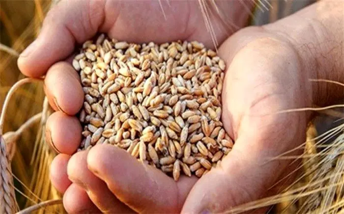 دولت 51 هزار تن گندم  از کشاورزان مازندرانی خرید