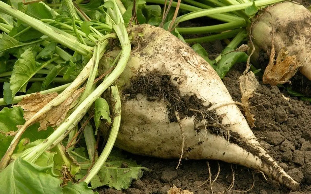 آغاز برداشت چغندر قند از مزارع جغتای در خراسان رضوی