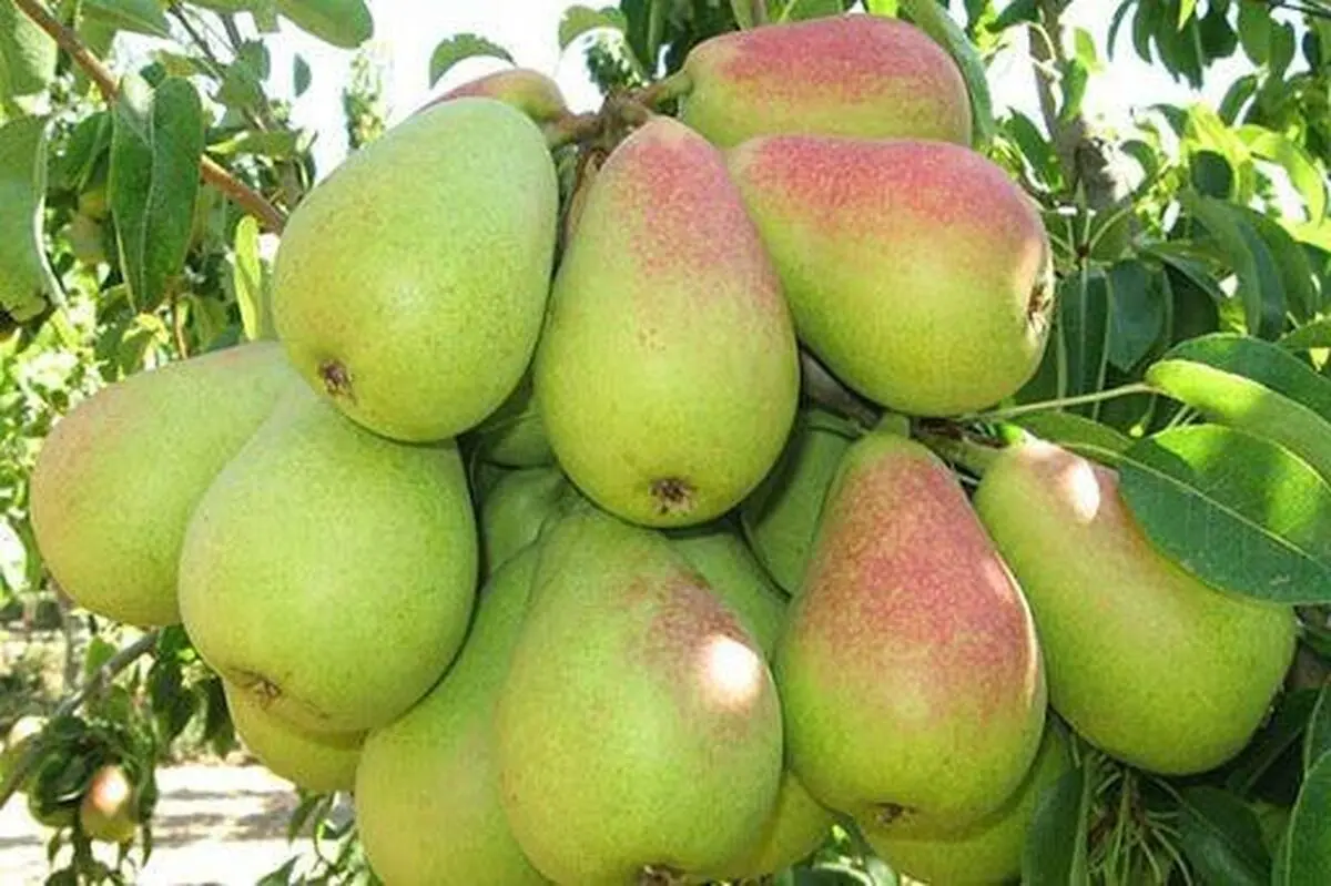 برداشت بیش از ۴ هزار تن گلابی از باغات آذربایجان‌غربی 