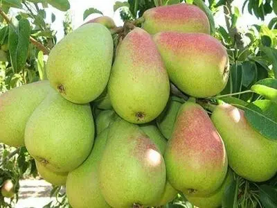 برداشت بیش از ۴ هزار تن گلابی از باغات آذربایجان‌غربی 