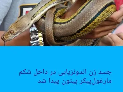 جسد زن اندونزیایی در داخل شکم مارغول‌ پیکر پیتون پیدا شد