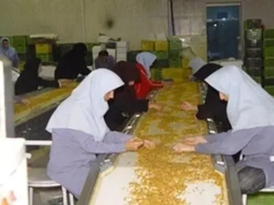 بارش زودهنگام، علت توقف صادرات انگور ملکان به روسیه بود