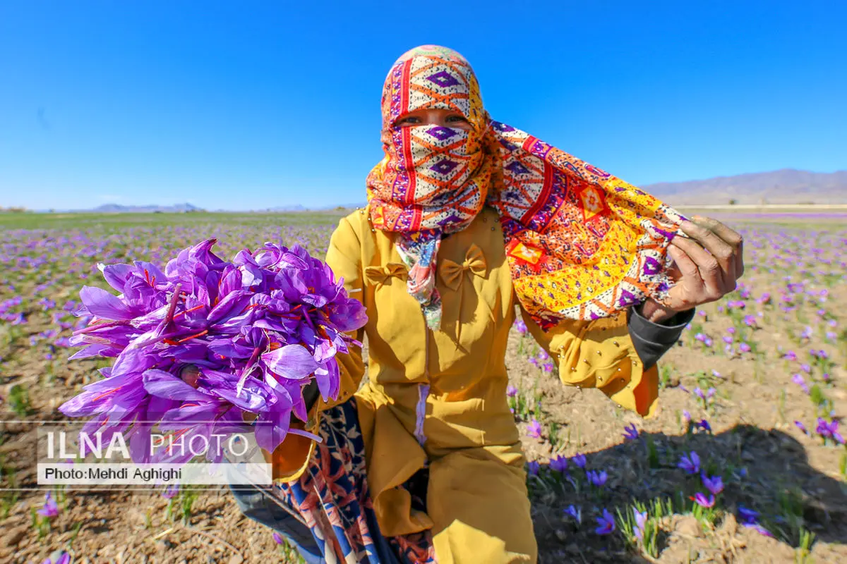 کاهش ۴۰ درصدی برداشت زعفران/ فروش محصول ایران به اسم اسپانیا در بازار جهانی