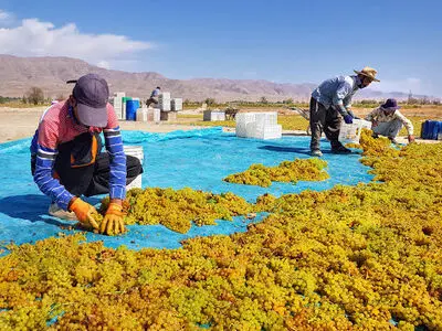 خرید حمایتی کشمش باغداران شهرستان خنداب در دستور کار وزارت جهاد کشاورزی