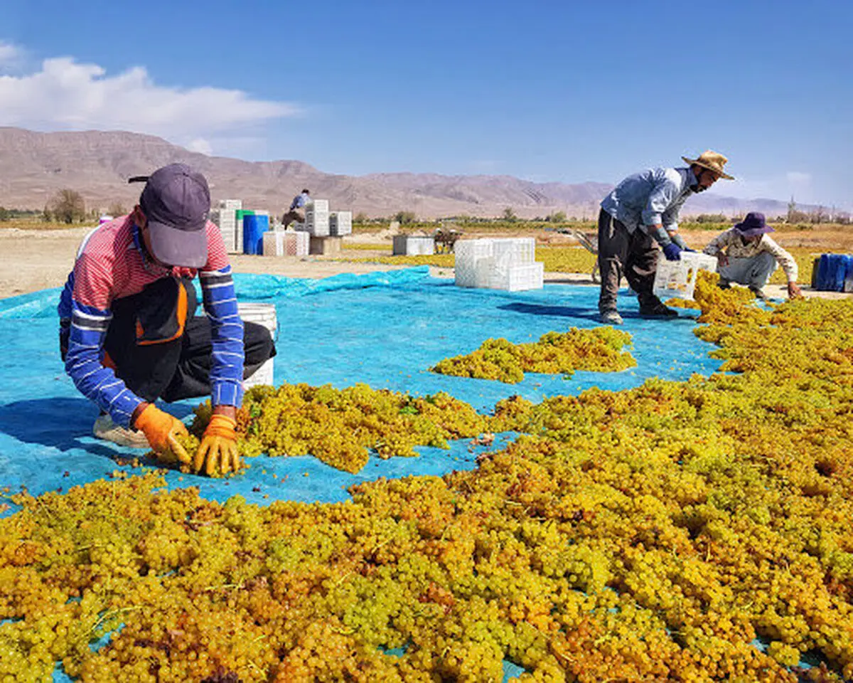 خرید حمایتی کشمش باغداران شهرستان خنداب در دستور کار وزارت جهاد کشاورزی