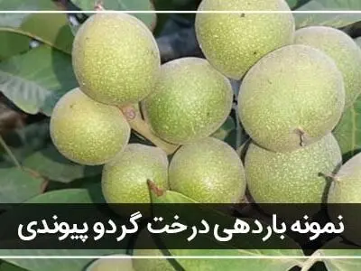 معرفی 3 نهال گردو پیوندی پرسود ایران