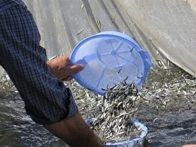 آغاز رها سازی ماهیان استخوانی در گیلان