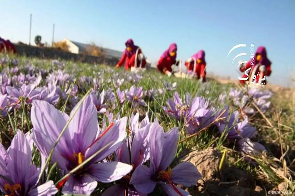 تلاش برای راه‌اندازی ‌بورس بین المللی زعفران/ ایران باید تعیین کننده قیمت زعفران در جهان باشد