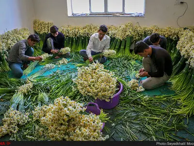 جشنواره برداشت گل نرگس در بهبهان