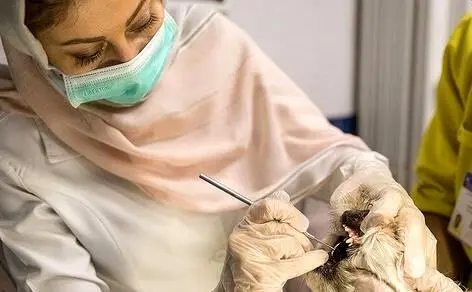 لزوم افزایش سطح همکاری‌های رسانه‌ای دامپزشکی