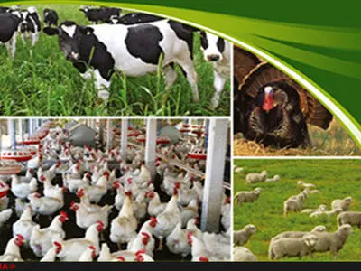 با وجود تولید دام نفع برخی در واردات است/ واگذاری دامپروری به بخش خصوصی شرایط را متحول می کند