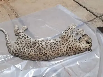 ۲ پلنگ ایرانی در قزوین تلف شدند