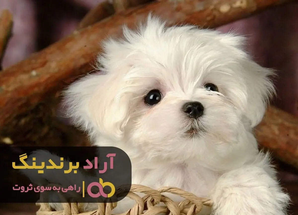 فروش سگ جیبی در زنجان سرو صدا به پا کرد