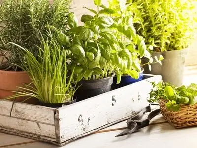 ۴ گیاه ضد پشه برای نگهداری در آپارتمان 