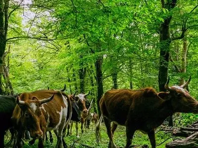 خروج دام از جنگل یکی از راهکارهای اصلی نجات هیرکانی است/هیچ جای جهان برای تامین غذای دام‌، آنها را به عمق جنگل‌‌های انبوه نمی‌برند