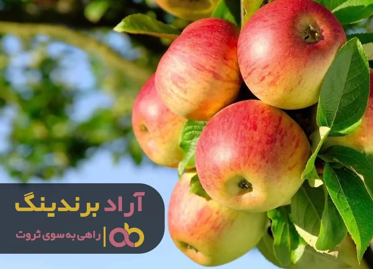 سیب میوه ای که رویای ثروتمندی را برای من محقق کرد