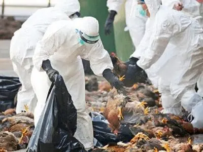ردپای آنفولانزای فوق حاد پرندگان در آذربایجان غربی/ مهار کانون بیماری در مهاباد