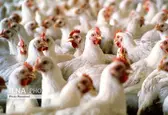 چه زمانی شر واسطه‌ها از سر صنعت مرغداری کم می‌شود؟