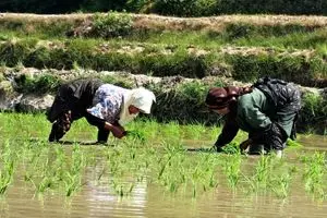 مازندران؛ قطب تولید برنج ایران و پیشگام در مکانیزاسیون کشاورزی