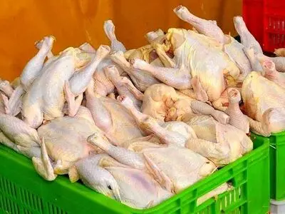 افزایش ۲ برابری توزیع گوشت مرغ در استان سمنان