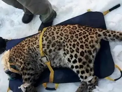 «واریان» پلنگ زخمی البرز تلف شد