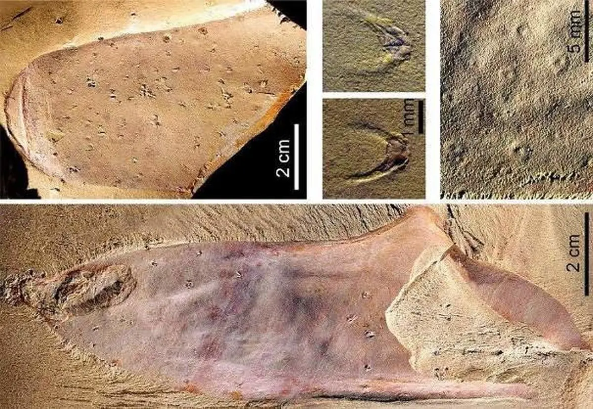 کشف فسیل حیوان بالن شکل با قدمت 500 هزار ساله