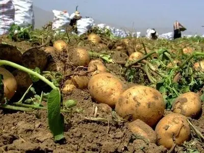 کمبود انبارمدرن نگهداری سیب زمینی مشکل جدی کشاورزان گلستانی است