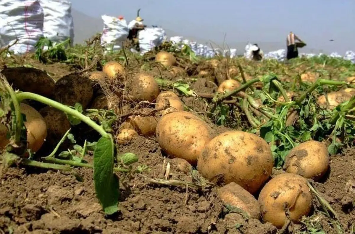 کمبود انبارمدرن نگهداری سیب زمینی مشکل جدی کشاورزان گلستانی است