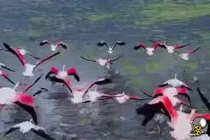 سمفونی پرواز فلامینگوها در آسمان میانکاله