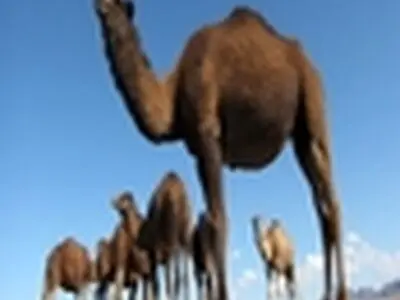بیماری کرونا در شتران بومی کشور گزارش نشده است