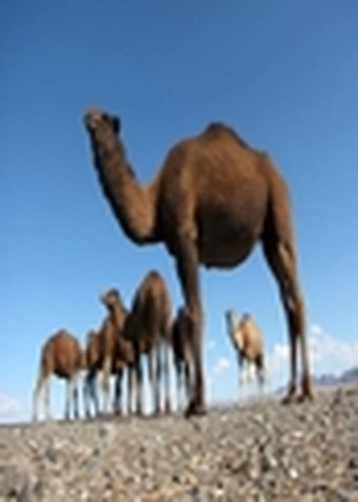 بیماری کرونا در شتران بومی کشور گزارش نشده است