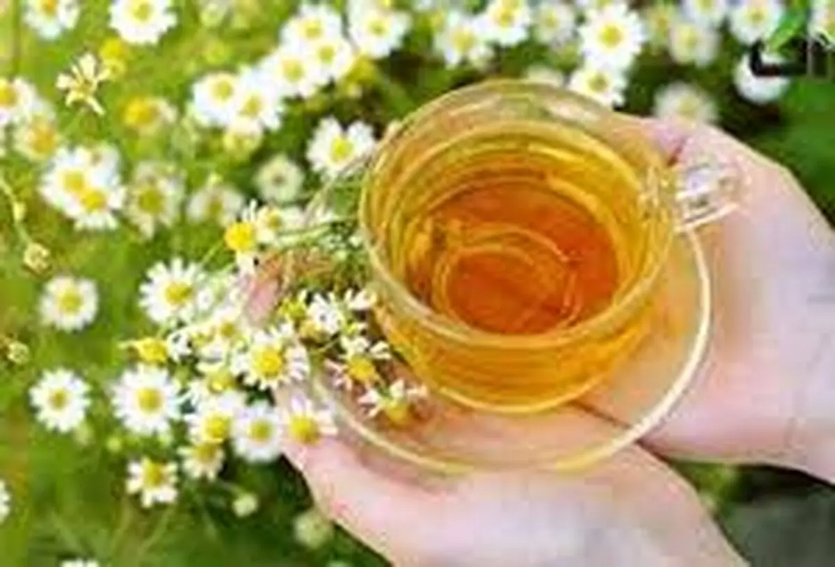 ضرورت تشکیل اتاق فکر برای صنعت گیاهان دارویی