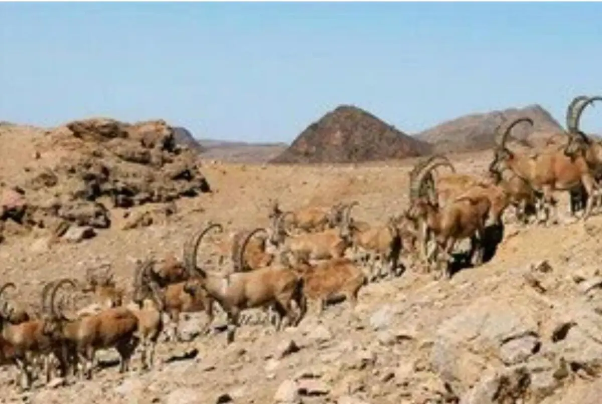 عدم مشاهده بیماری طاعون نشخوار کنندگان کوچک در ایلام