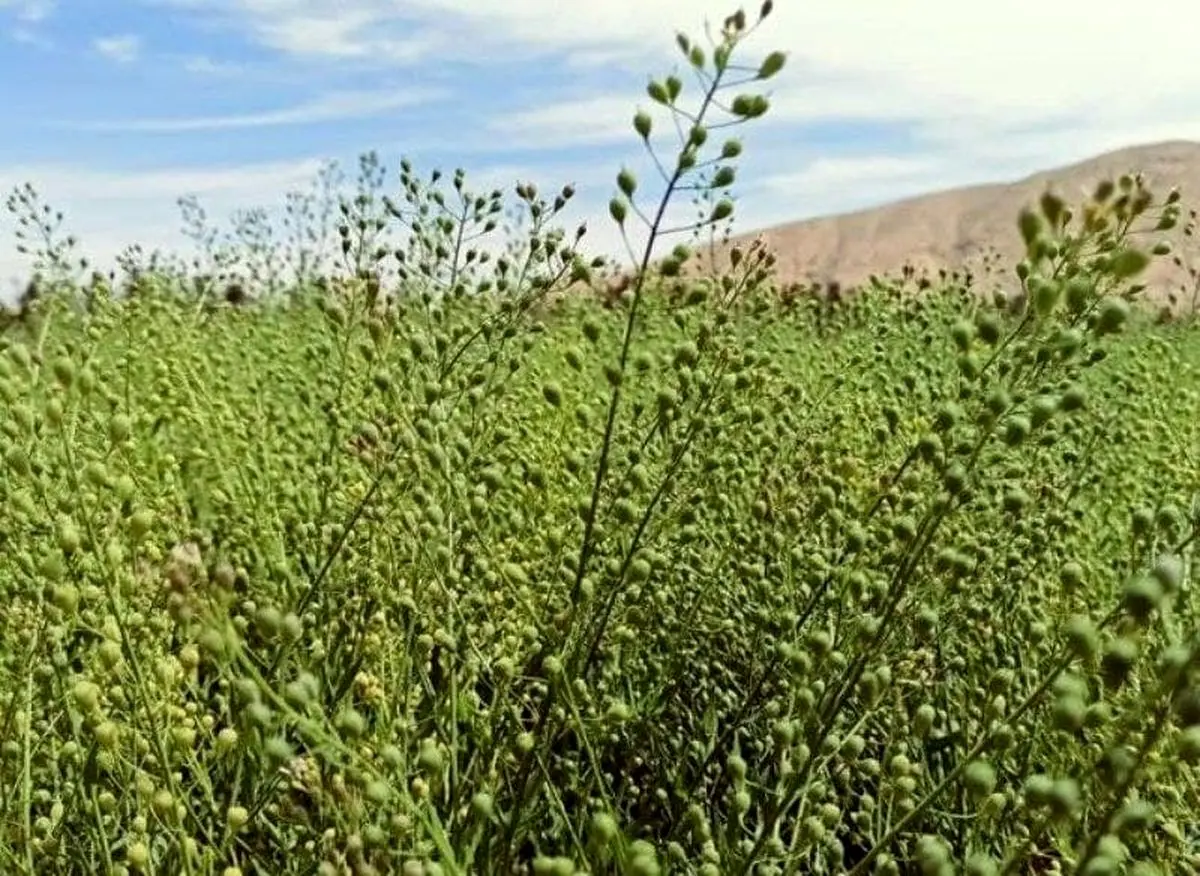 کشت گیاه کاملینا در 1600 هکتار از زمین‌های کشاورزی مرکزی 