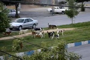 عقیم سازی سگ های بلاصاحب برای عبور از بحران/ اقدامات پیشگیرانه برای جلوگیری از افزایش سگ های ولگرد در فارس