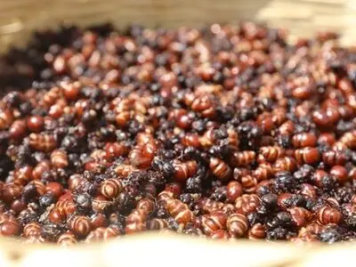 سنت هزار و چهارصدساله سوسک‌خوری در کلمبیا/ سوسک عمر را طولانی می‌کند؟