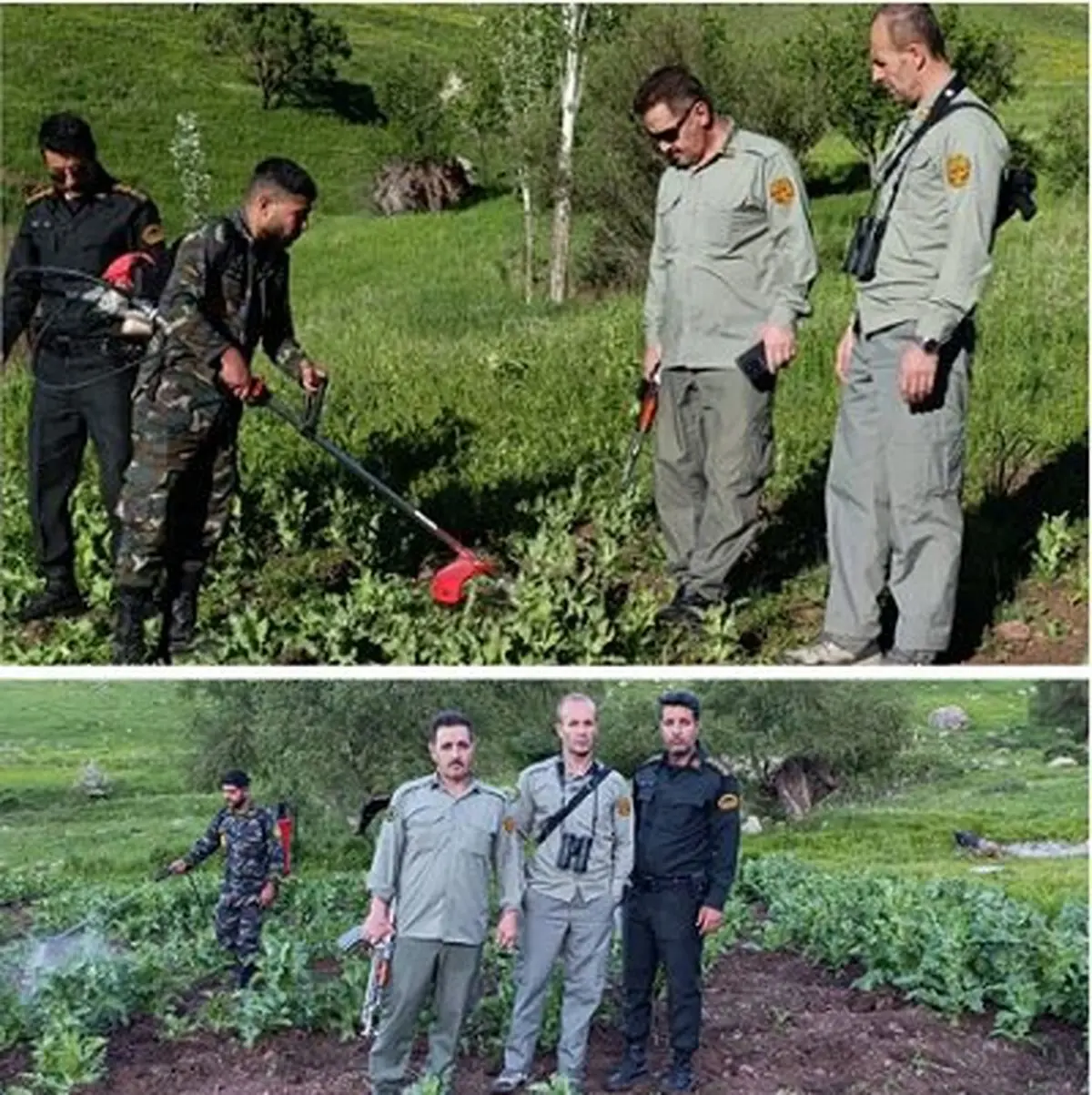معدوم‌سازی مزارع خشخاش در پناهگاه حیات وحش بیستون