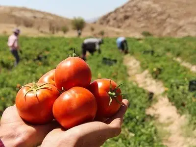 زیباییِ کار دستگاه برداشت گوجه فرنگی در جداسازی محصول از خاک و ساقه /فیلم