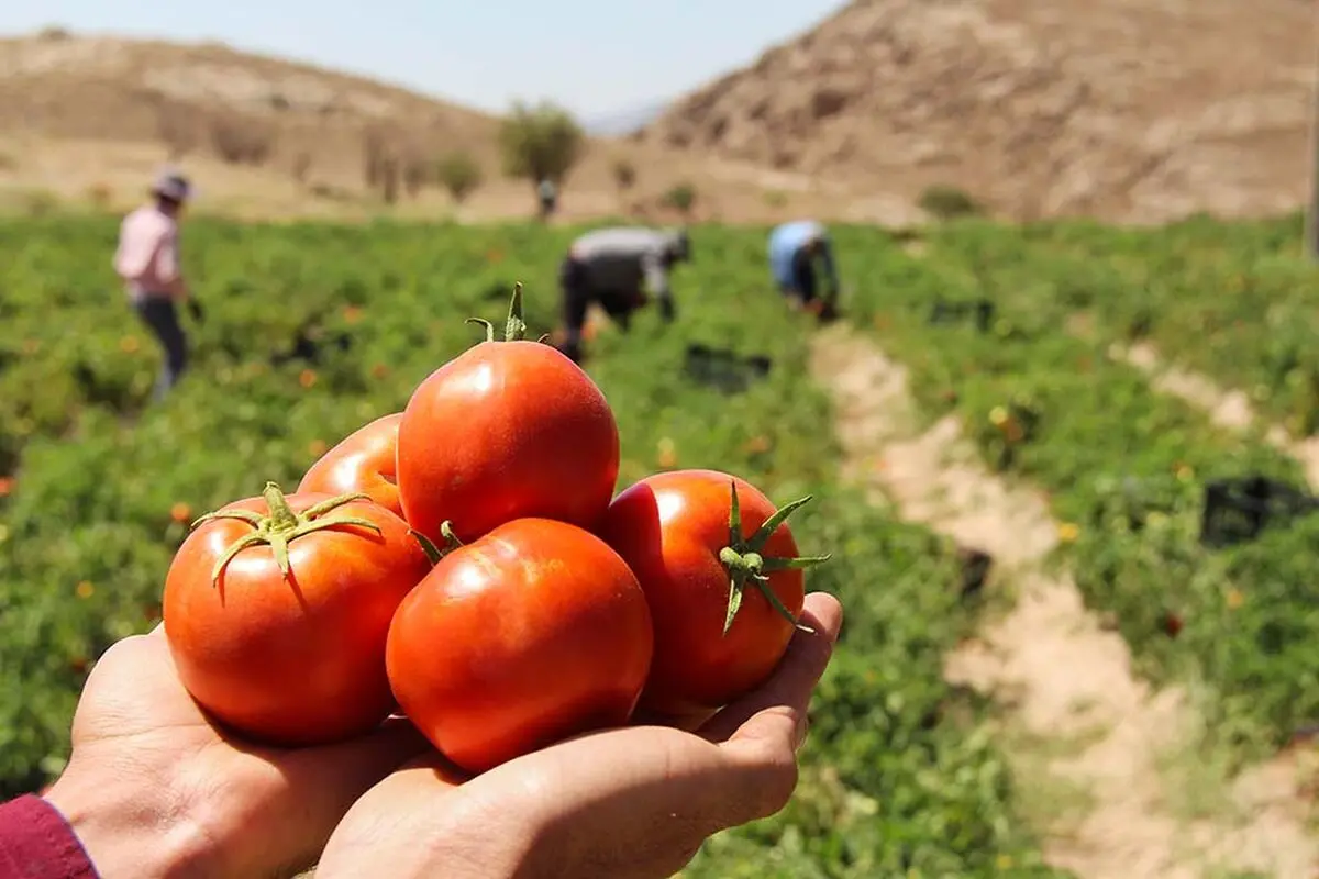 روند نزولی صادرات گوجه فرنگی طی ماه‌های اخیر