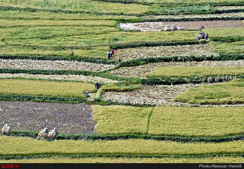 آخرین برداشت خوشه های طلایی برنج در "روستای پارودبار"رودبار گیلان