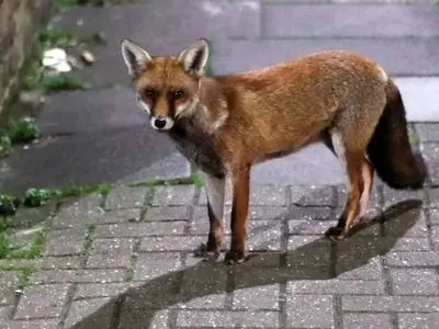 دلیل افزایش ناگهانی روباه‌ ها در سطح شهر چیست؟