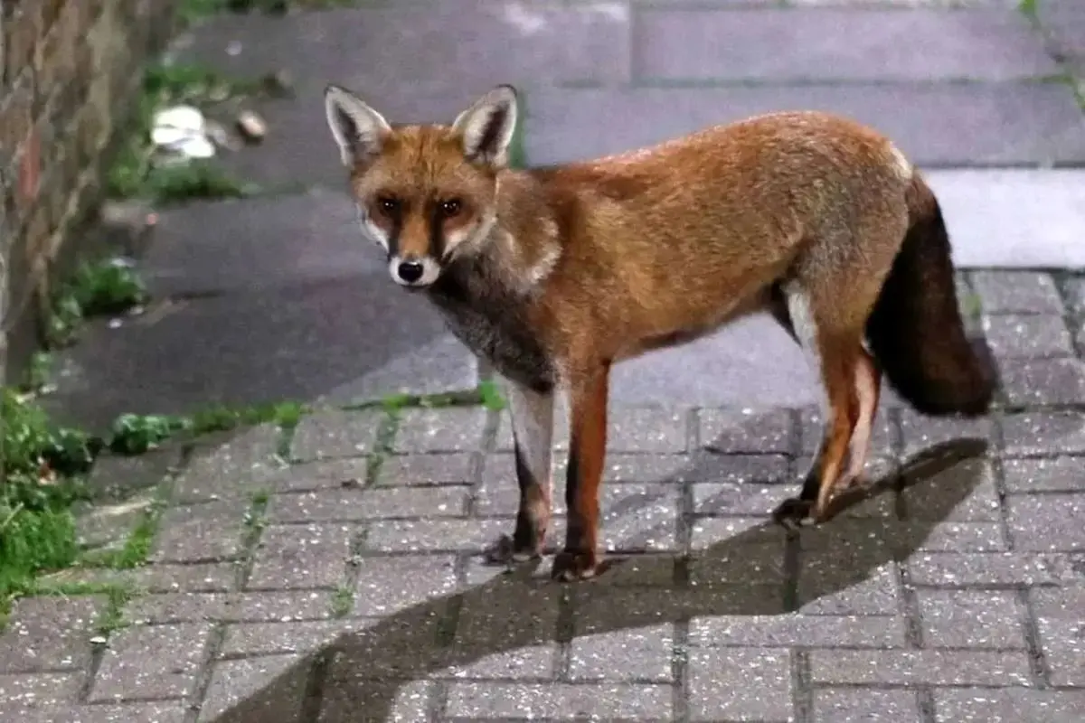 دلیل افزایش ناگهانی روباه‌ ها در سطح شهر چیست؟