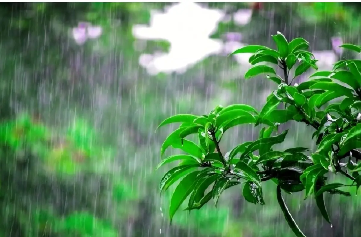 هشدار زرد هواشناسی در مازندران؛ ورود سامانه بارشی و کاهش محسوس دما از فردا