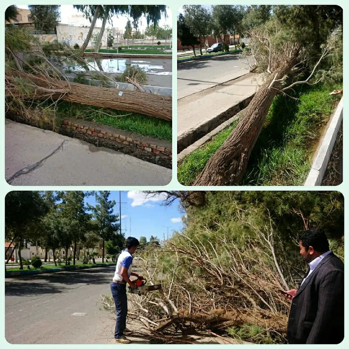 سقوط بیش از ۳۴ اصله درخت در پی وزش باد و بارندگی‌های اخیر در زاهدان