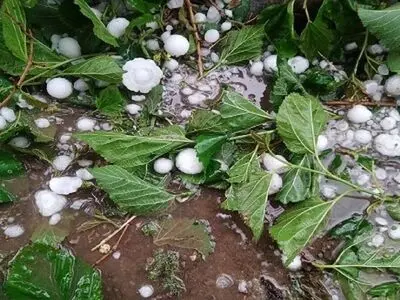 هشدار هواشناسی کشاورزی و احتمال خسارت به محصولات کشاورزی