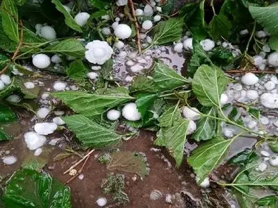 هشدار هواشناسی کشاورزی و احتمال خسارت به محصولات کشاورزی