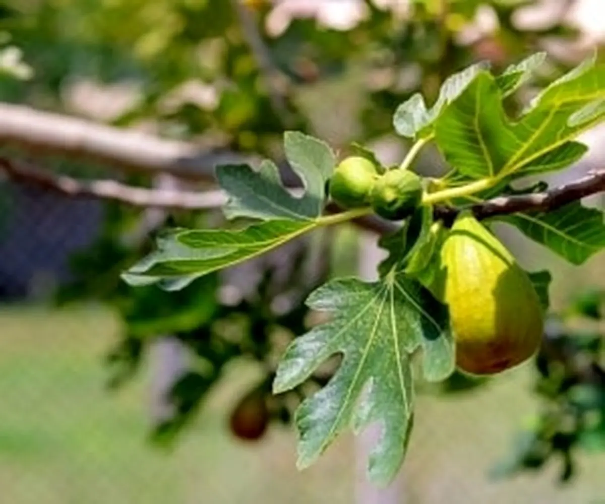 خواص برگ انجیر و روغن این میوه پرفایده