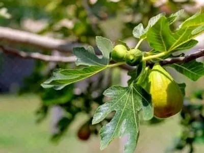 خواص برگ انجیر و روغن این میوه پرفایده